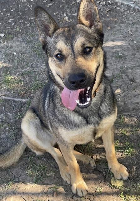 AMBER, an adoptable German Shepherd Dog in Riverside, CA