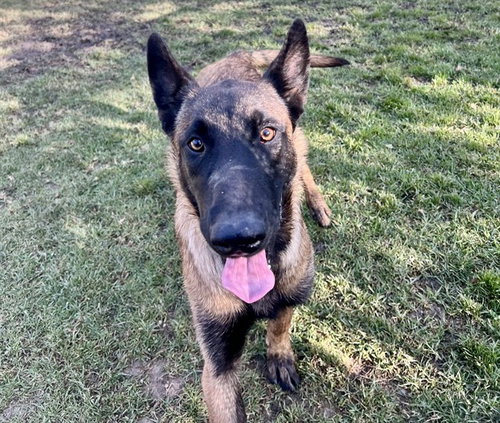 NARUTO, an adoptable Belgian Shepherd Malinois in Riverside, CA