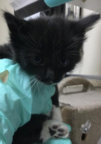 MIGUEL, Baby Domestic Short Hair / Mixed (medium coat), cat for adoption in Alhambra, California
