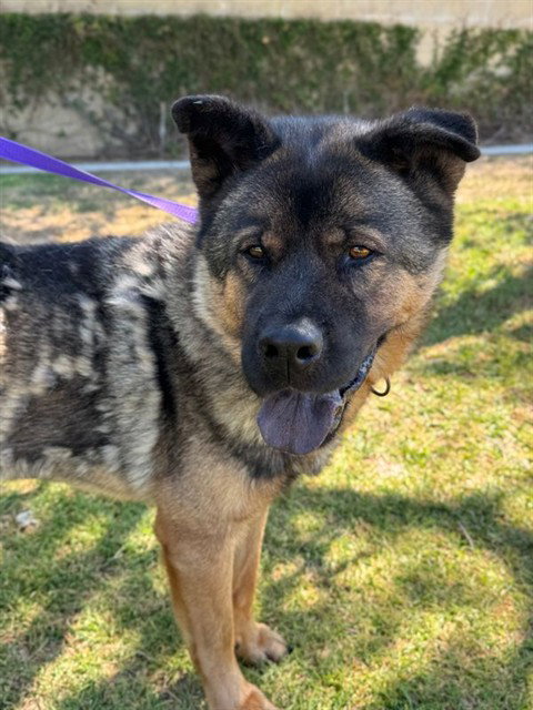 BUTCH, an adoptable Akita in Riverside, CA
