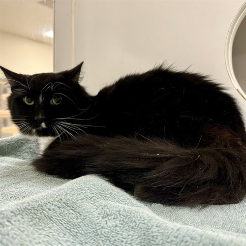 ROCKY, Adult Domestic Short Hair (medium coat), cat for adoption in Alhambra, California