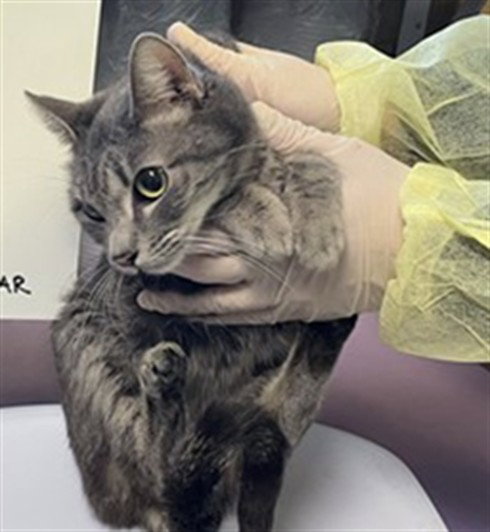 A1903765, Adult Domestic Short Hair (medium coat), cat for adoption in Alhambra, California