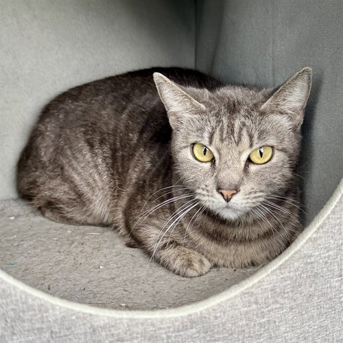 TINSEL, Adult Domestic Short Hair (medium coat), cat for adoption in Alhambra, California