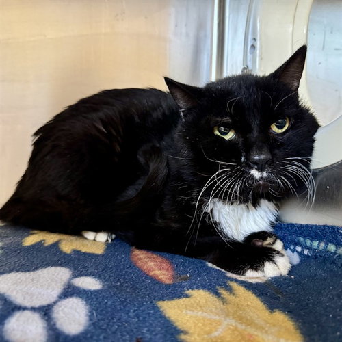 TOPHER, an adoptable Domestic Short Hair in Riverside, CA