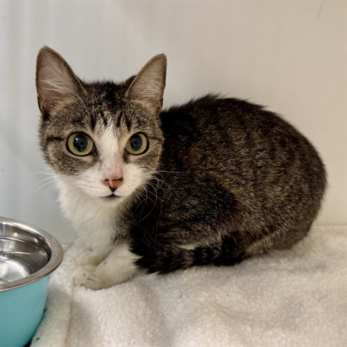 BB - Domestic Short Hair available for adoption
