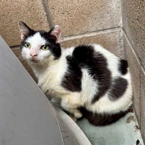 BABY GIRL MAKO, Senior Domestic Short Hair (medium coat), cat for adoption in Alhambra, California