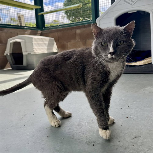 ESCOBAR, Senior Domestic Short Hair (medium coat), cat for adoption in Alhambra, California