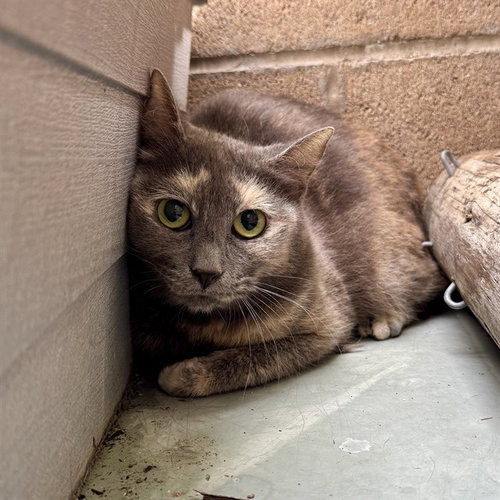 GRETEL, Adult Domestic Short Hair (medium coat), cat for adoption in Alhambra, California