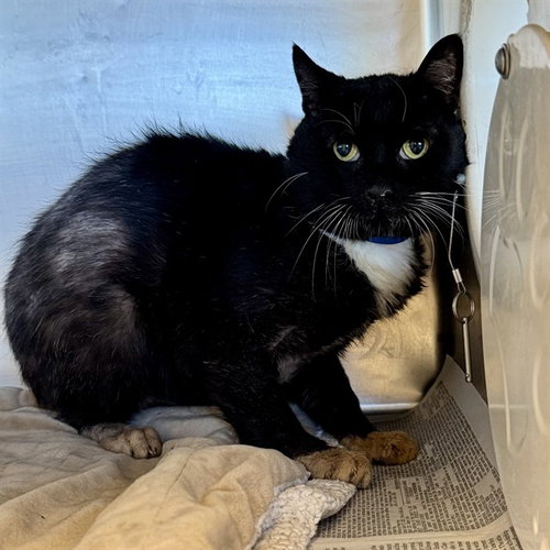 TOBY, Senior Domestic Short Hair (medium coat), cat for adoption in Alhambra, California