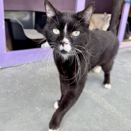 JASPER, Senior Domestic Short Hair (medium coat), cat for adoption in Alhambra, California