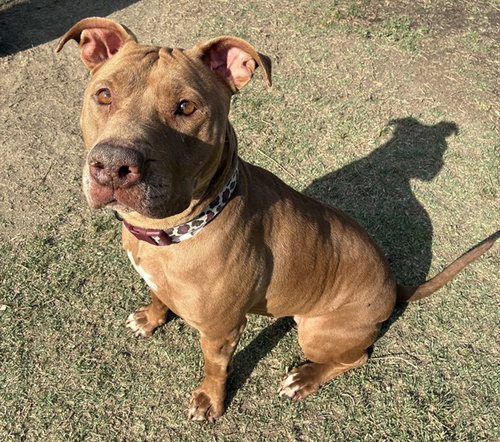 KAHLUA - Pit Bull Terrier available for adoption