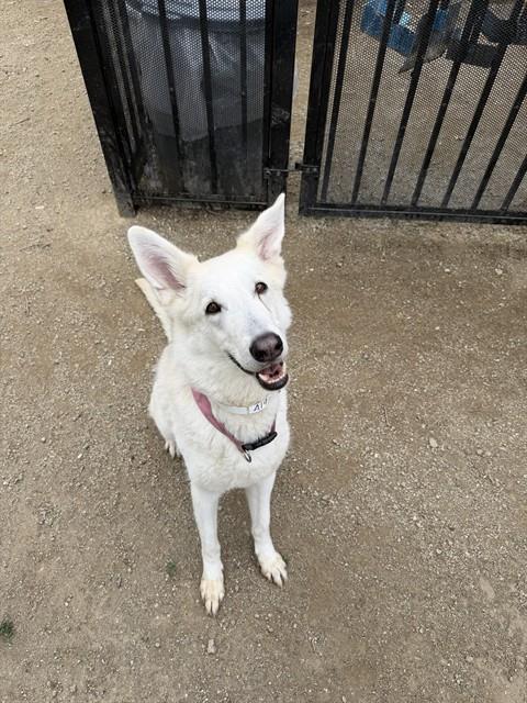 HEIDI - German Shepherd Dog available for adoption