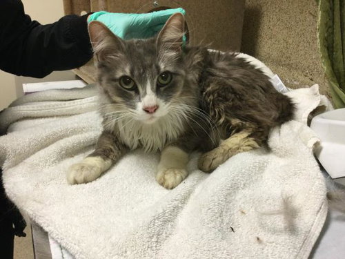 COYOTE, an adoptable Domestic Long Hair in Riverside, CA