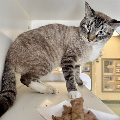 LEE, Adult Domestic Short Hair / Siamese / Mixed (medium coat), cat for adoption in Alhambra, California