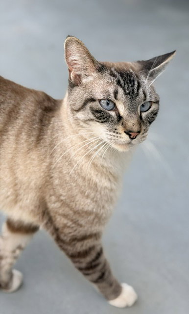 LEE, Adult Domestic Short Hair / Siamese / Mixed (medium coat), cat for adoption in Chino, California