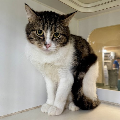 KID, Adult Domestic Short Hair (medium coat), cat for adoption in Diamond Bar, California