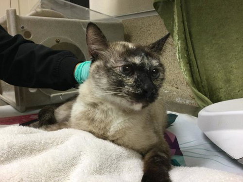 LEANNE, Adult Domestic Short Hair (medium coat), cat for adoption in Diamond Bar, California