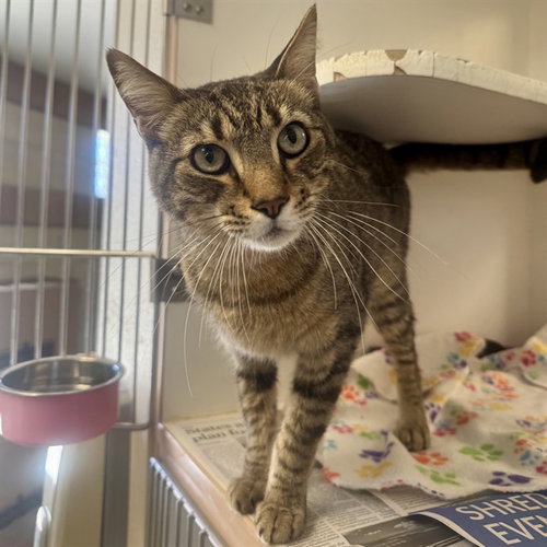 CUTIE PATOOTIE, Adult Domestic Short Hair (medium coat), cat for adoption in Alhambra, California