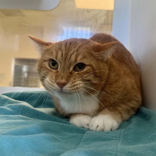 WILL, Senior Domestic Short Hair (medium coat), cat for adoption in Alhambra, California