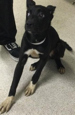 RUMI, an adoptable Cane Corso Mastiff in Riverside, CA