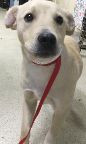 CHAPARRITA, an adoptable Boxer in Riverside, CA