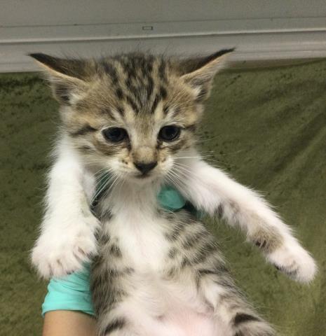 SALLY, Baby Domestic Long Hair (medium coat), cat for adoption in Alhambra, California