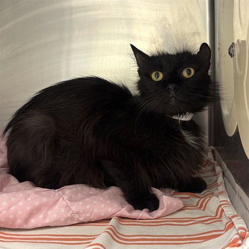 MOMMA, Young Domestic Short Hair (medium coat), cat for adoption in Alhambra, California