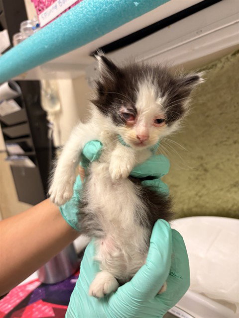 MOOMOO, Baby Domestic Short Hair (medium coat), cat for adoption in Alhambra, California