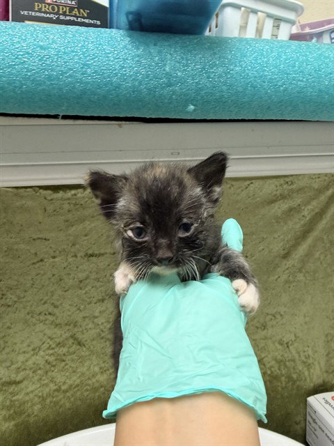 GORGIA, Baby Domestic Short Hair (medium coat), cat for adoption in Alhambra, California