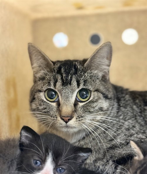 PEACH, Adult Domestic Short Hair (medium coat), cat for adoption in Alhambra, California