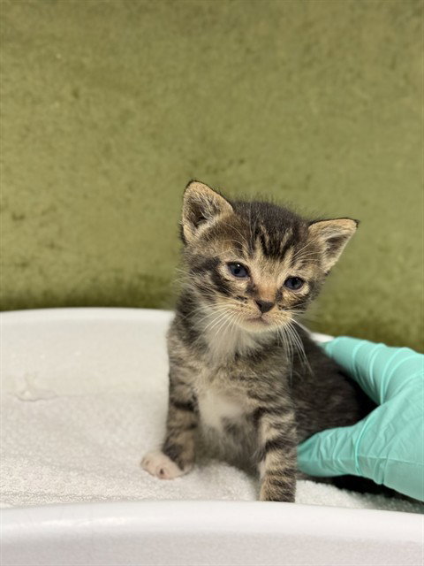 MARIO, Baby Domestic Short Hair (medium coat), cat for adoption in Alhambra, California