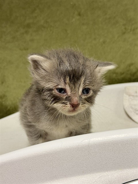 DAISY, Baby Domestic Short Hair (medium coat), cat for adoption in Alhambra, California