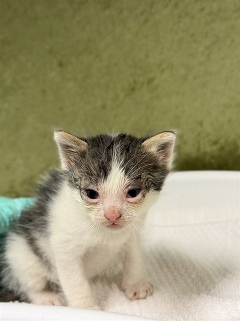 LUIGI, Baby Domestic Short Hair (medium coat), cat for adoption in Alhambra, California