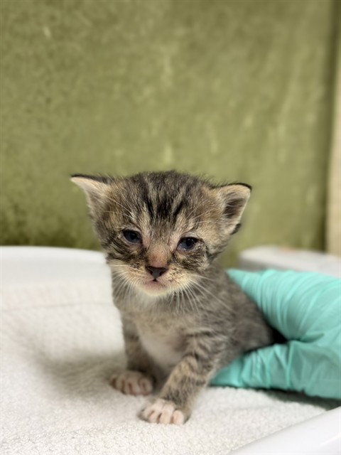 YOSHI, Baby Domestic Short Hair (medium coat), cat for adoption in Alhambra, California