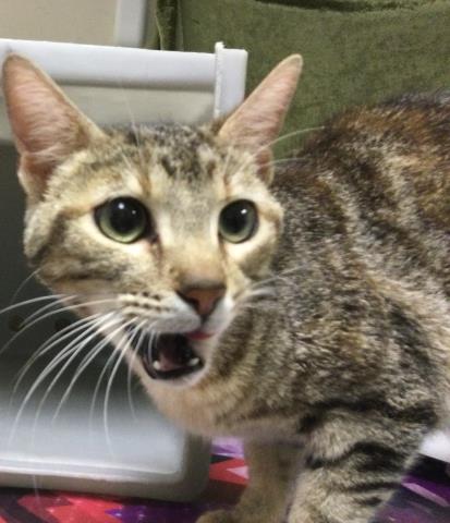 MOMMA, Adult Domestic Short Hair (medium coat), cat for adoption in Alhambra, California