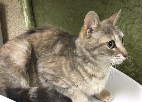 CLOUD, Adult Domestic Short Hair (medium coat), cat for adoption in Alhambra, California