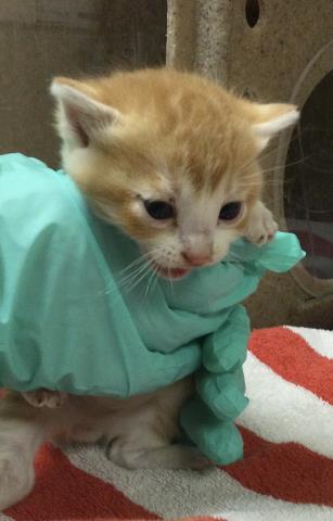 A1914270, Baby Domestic Short Hair (medium coat), cat for adoption in Alhambra, California