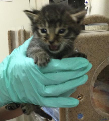 A1914272, Baby Domestic Short Hair (medium coat), cat for adoption in Alhambra, California