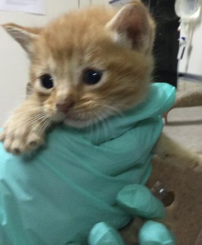 A1914274, Baby Domestic Short Hair (medium coat), cat for adoption in Alhambra, California