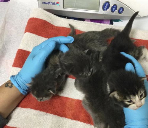 A1914279, Baby Domestic Short Hair (medium coat), cat for adoption in Alhambra, California