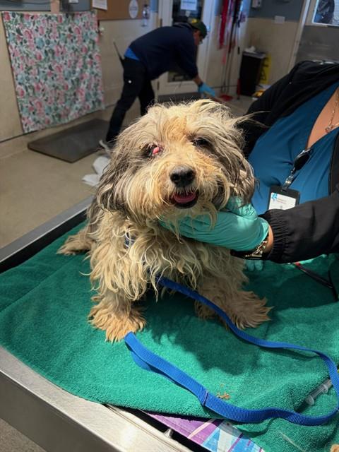 BRANDON, an adoptable Maltese in Riverside, CA