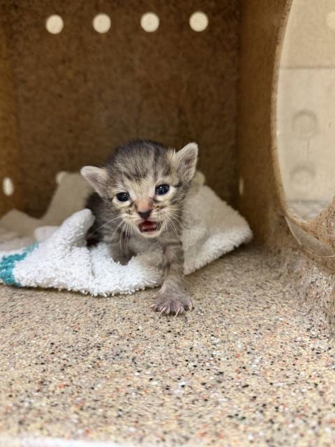 CLEO, Baby Domestic Short Hair (medium coat), cat for adoption in Alhambra, California
