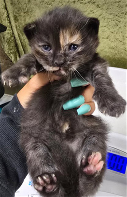 ALMOND, Baby Domestic Short Hair (medium coat), cat for adoption in Alhambra, California