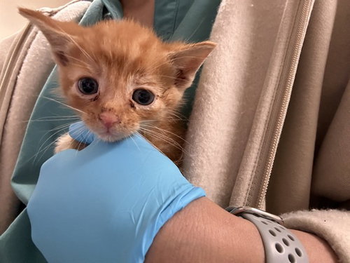 WAZOWSKI, Baby Domestic Long Hair (medium coat), cat for adoption in Alhambra, California