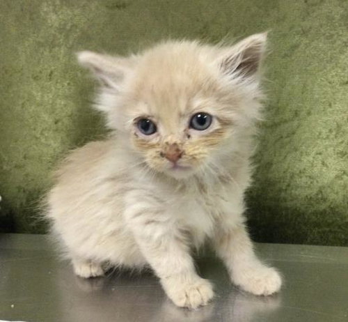 BUTTERS, Baby Domestic Long Hair (medium coat), cat for adoption in Alhambra, California