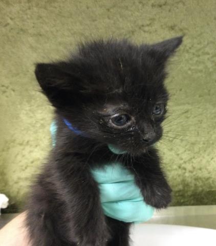 TUCKER, an adoptable Domestic Long Hair in Riverside, CA