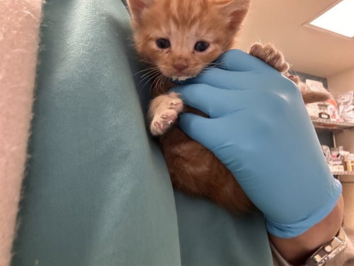 BUZZ, Baby Domestic Short Hair (medium coat), cat for adoption in Alhambra, California