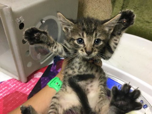 KETCHUP, Baby Domestic Short Hair (medium coat), cat for adoption in Alhambra, California