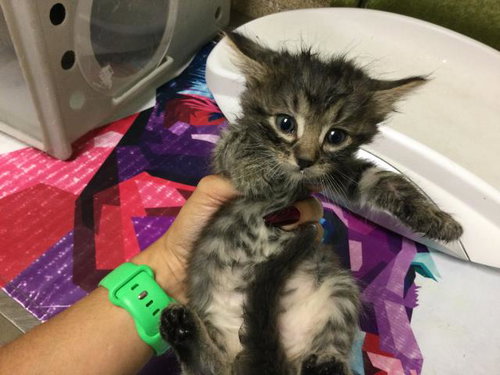 FRY SAUCE, an adoptable Domestic Medium Hair in Riverside, CA