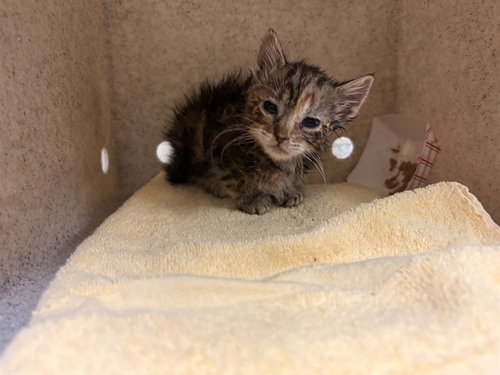 MILEY, Baby Domestic Short Hair (medium coat), cat for adoption in Alhambra, California